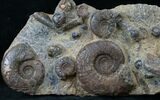 Plate of Devonian Ammonites From Morocco - #14312-1